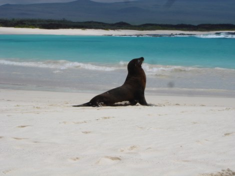DSC01883 postcard perfect sea lion showoff