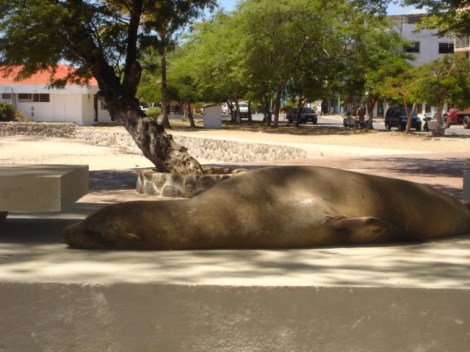 10. Sea Lions laze in the town