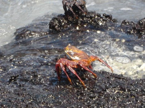 7a Sally Lightfoot Crab