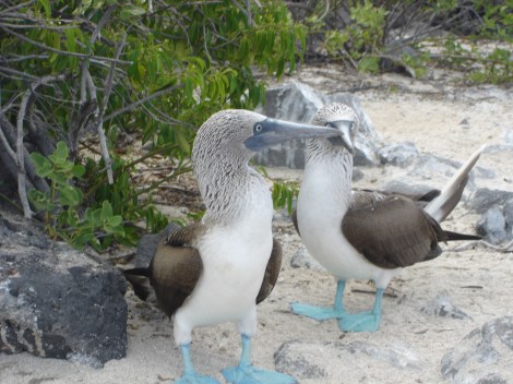 4. Blue footed boobies.JPG