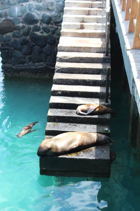 Sea lions sleep all over town