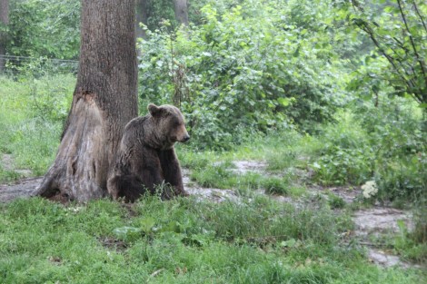 A bear contemplates his freedom