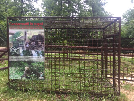 The previous life of Libeartys_ bears