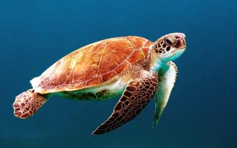 turtle-863336_1280
